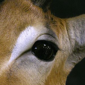 Impala Shoulder Mount Taxidermy Close Up