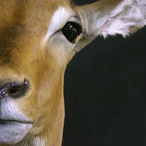 Impala Shoulder Mount Taxidermy Close Up