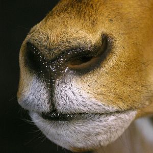 Impala Shoulder Mount Taxidermy Close Up