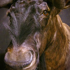 Black Wildebeest Shoulder Mount Taxidermy Close Up