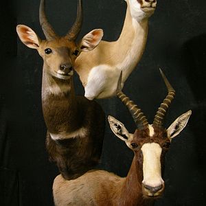 Springbok, Bushbuck & Blesbok Triple Stacked Pedestal Taxidermy