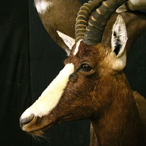 Springbok, Bushbuck & Blesbok Triple Stacked Pedestal Taxidermy