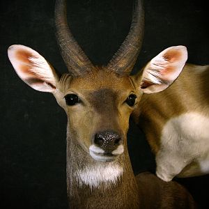 Springbok, Bushbuck & Blesbok Triple Stacked Pedestal Taxidermy