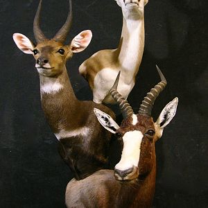 Springbok, Bushbuck & Blesbok Triple Stacked Pedestal Taxidermy