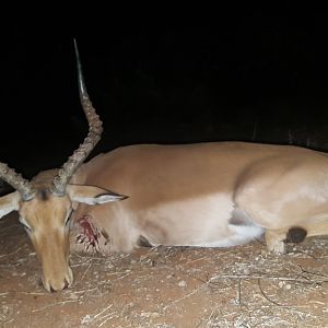 Impala Bow Hunt South Africa