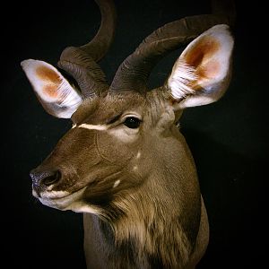 Kudu Shoulder Mount Taxidermy Close Up