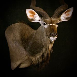 Kudu Shoulder Mount Taxidermy