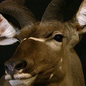 Kudu Shoulder Mount Taxidermy Close Up