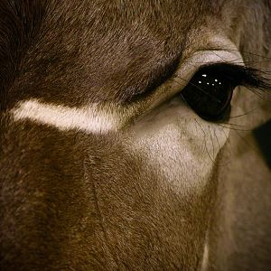 Kudu Shoulder Mount Taxidermy Close Up