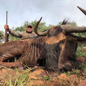 Hunt Blue Wildebeest South Africa