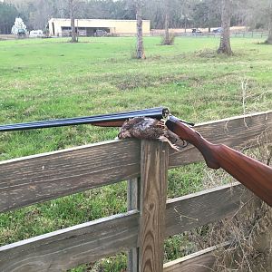 Quail hunting in Alabama