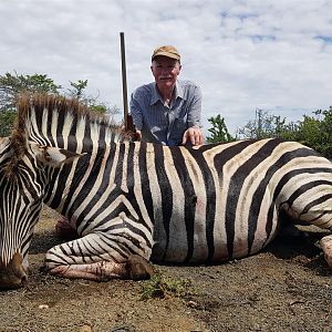 Burchell's Plain Zebra Hunt South Africa