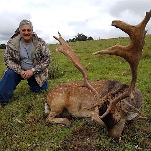 Hunting Fallow Deer South Africa