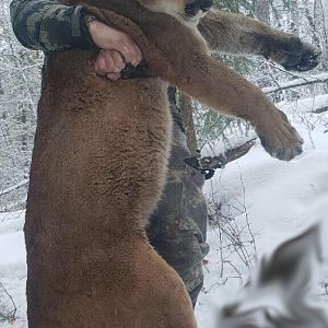 Mountain Lion Hunt Canada