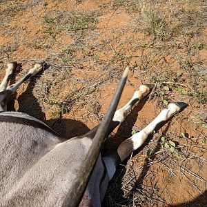 Gemsbok Hunting in Namibia