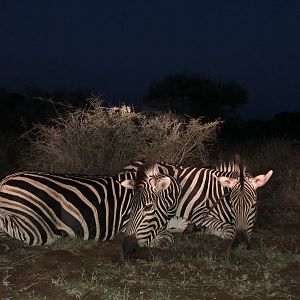 Hunt Burchell's Plain Zebra South Africa