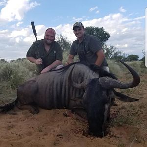 Blue Wildebeest Hunt in South Africa