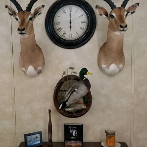 Impala Shoulder Mount Taxidermy