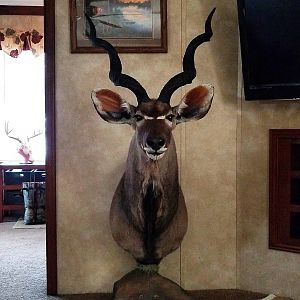 Kudu Shoulder Mount Taxidermy