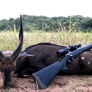 South Africa Hunt Bushbuck