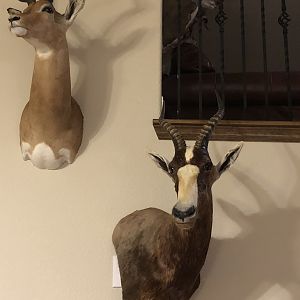 Impala & Blesbok Shoulder Mount Taxidermy