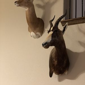 Impala & Blesbok Shoulder Mount Taxidermy