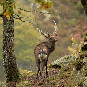 Sika Deer in France