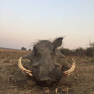 Hunting Warthog