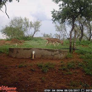 Axis Deer Trail Cam Pictures Texas