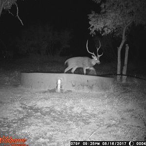 Texas Trail Cam Pictures Axis Deer