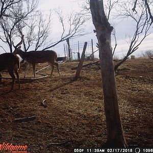 Axis Deer Trail Cam Pictures Texas