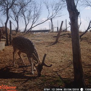 Texas Trail Cam Pictures Axis Deer