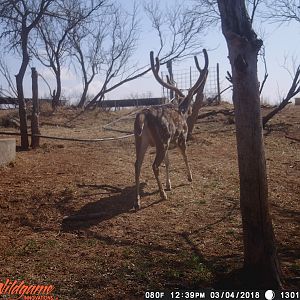 Trail Cam Pictures of Axis Deer Texas