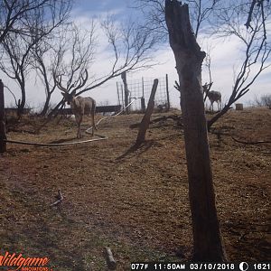 Axis Deer Trail Cam Pictures Texas