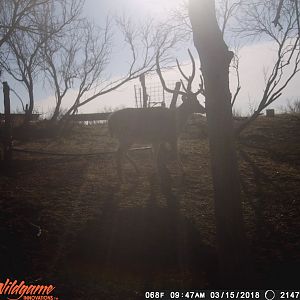 Texas Trail Cam Pictures Axis Deer