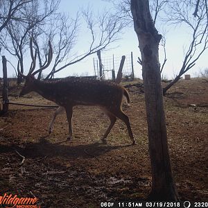 Axis Deer Trail Cam Pictures Texas