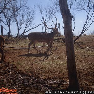 Texas Trail Cam Pictures Axis Deer