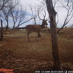 Trail Cam Pictures of Axis Deer Texas