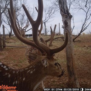 Texas Trail Cam Pictures Axis Deer