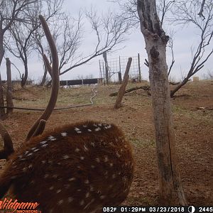 Trail Cam Pictures of Axis Deer Texas