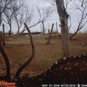 Texas Trail Cam Pictures Axis Deer