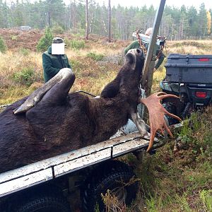 Moose Hunting in Sweden