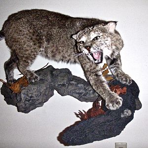 Bobcat Full Mount Taxidermy