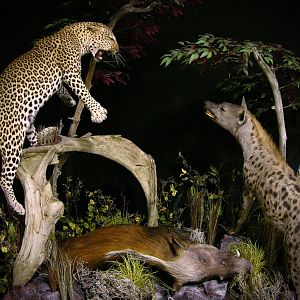 "Confrontation" Leopard / Hyena over Bushpig Full Mount Taxidermy