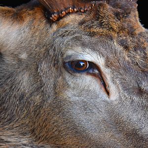 Stag Shoulder Mount Taxidermy Close Up