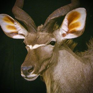 Kudu Shoulder Mount Taxidermy