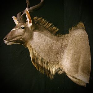 Kudu Shoulder Mount Taxidermy