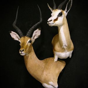 Impala & Springbok Double Stack Wall Pedestal Taxidermy