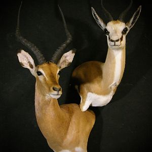 Impala & Springbok Double Stack Wall Pedestal Taxidermy