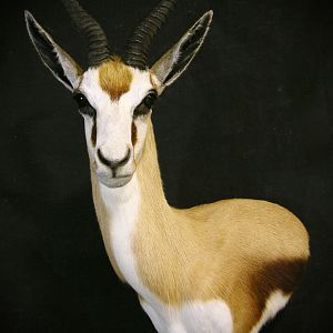 Springbok Shoulder Mount Taxidermy